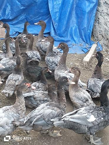 su qablari: Muscovy ördəkləri (indoutka) – boz/qara lələklı, sağlam və aktiv sürü — 3