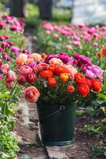 nerjaveyka bak: Ranunculus, qaymaq çiçəyi, qoğal gülü, pion, piyon Topdan və Pərakəndə