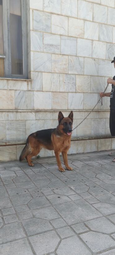 İtlər: Alman çoban iti, 1 il, Dişi