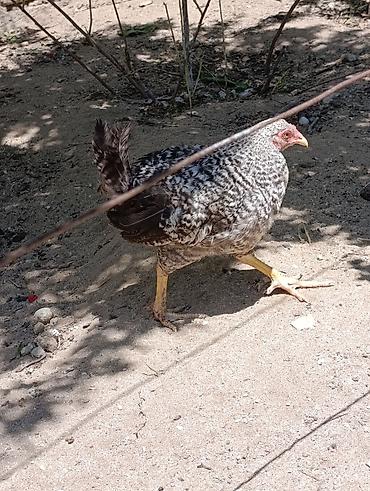 ditdili dermani: Məhsul: Yerli tam sağlam kənd toyuqları 3aylıq bütün vitaminləri — 5