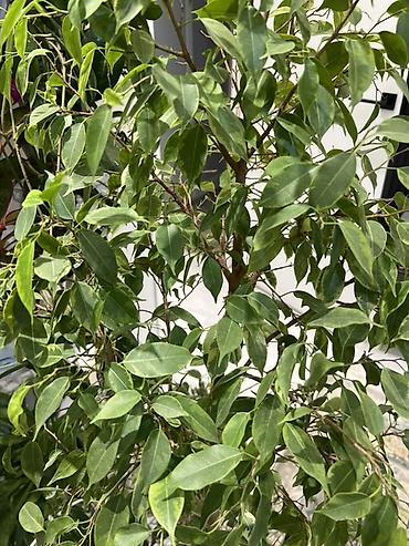 Фикусы: Фикус Бенджамина в напольных кашпо - Два взрослых деревца в отдельных — 5