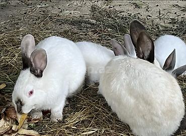 akvarium dekorlari: Ağ rəngli, qulaqları və burnu tünd ləkəli dekorativ dovşanlar. - Növ — 3