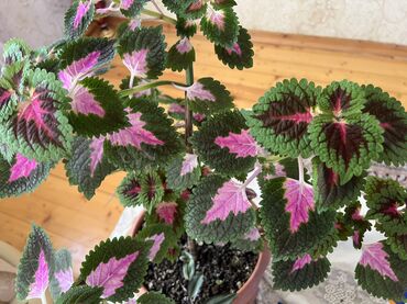 Otaq bitkiləri: Her nov guler var endirimnen verecem Gencedi istiyen yazsin satiş — 95