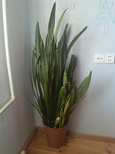 epimedium bitkisi satisi: Sansevieria (Qaynanadili) – böyük ölçülü otaq bitkisi - Növ — 1