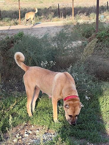 itlər alabay: Qurdbasar, 2 il, Dişi, Peyvəndli, Ödənişli çatdırılma — 1
