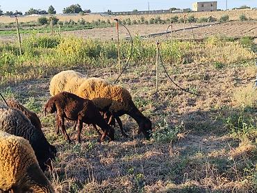 lama: Qirmizi qala qoyunu satilir 1 qarin bala verib super qoyundu damazliga — 8