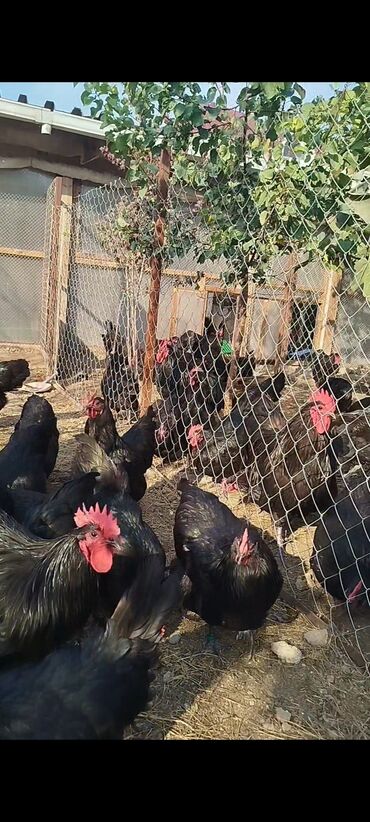 Digər quşlar: Alman cinsi australorp cücə və yumurta sifarişi qəbul olunur. bütün — 17