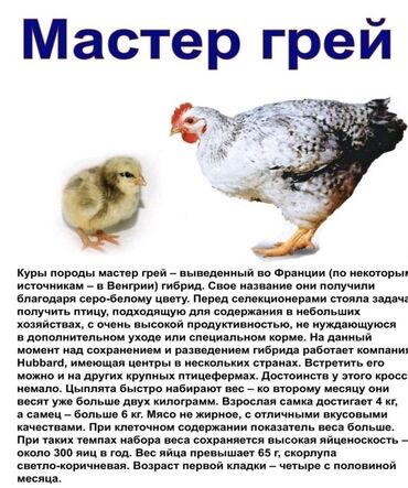 Куры, петухи: МАСТЕР ГРЕЙ - Крупная высоко продуктивная быстрорастущая