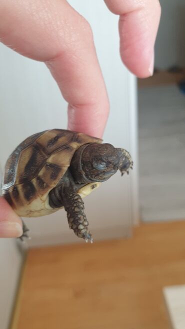 Ostale životinje: Prodajem kornjacice stare 6 meseci iz sopstvenog rezervata
