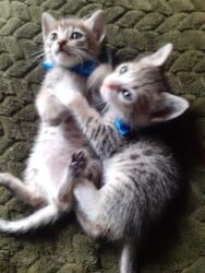 Pişiklər: Erkək, Dişi, Yaxşı əllərə — 2