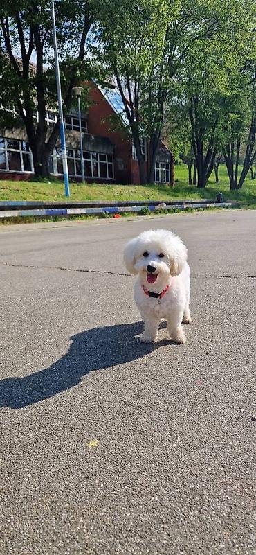 Psi: Tulearski pas (Koton)-štenci Na prodaju su 3 preslatka šteneta rase — 9