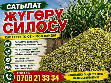 корова токмак: Срочно продаю силос Кара Балта 
тел — 1