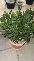 Xalçalar: Xalça -da lalafo.az — 32 Xalçalar: Xalça — 32