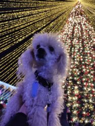 Вязка собак: Вязка пудель кобель — 15