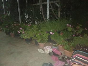 petuniya gülü: Güllü saksı bitkiləri – balkon, terras və bağ üçün - Müxtəlif növ — 1