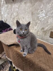 йоркширский терьер цена в баку: Русская голубая, Самка, В добрые руки, Самовывоз