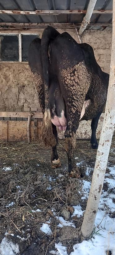 Коровы, быки: Продаю | Бык (самец) | Швицкая — 12