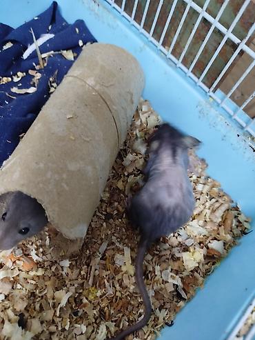 Крысы: Продам маленьких крысят Рэксов . Есть в продаже клетки поильники — 8