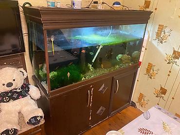 Akvariumlar: Böyük həcmli akvarium komplekti – şkaflı 500_litir su həcimi şüşənin — 1