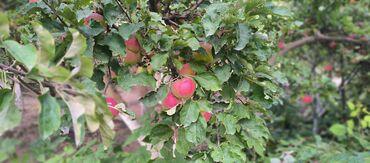 Продажа участков: 10 соток — 5