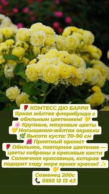 Прожекторлор: Кустовые розы в наличии. Отправляю саженцы по Кыргызстану. Цена на — 2