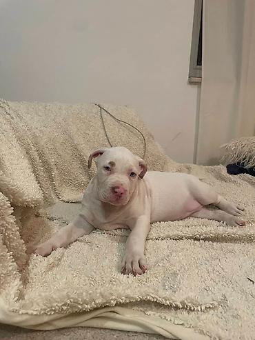 Psi: American bully štenci – vrhunski kvalitet Na prodaju tri prelepe ženke — 5