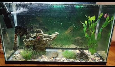 Akvariumlar: Dördbucaq akvarium, Balıqlarla birlikdə, 100 l