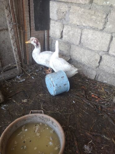 ördek qaz: Ödənişli çatdırılma