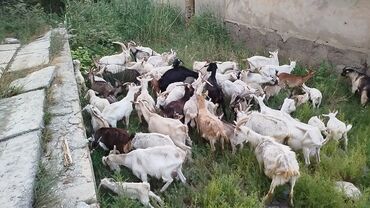 sort keci: KeçilerK