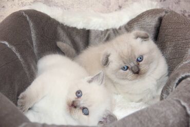 шотландские вислоухие коты: Чистокровные шотландские котята окраса Блю поинт и Сил поиет