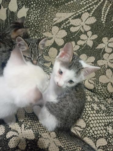 домашние котята: Котята домашние, короткошёрстные, все НЕ породистые. В помёте — 2