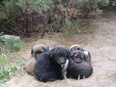 вольер для собаки: Собака даром: Дворняжка, 2 месяца, Самка
