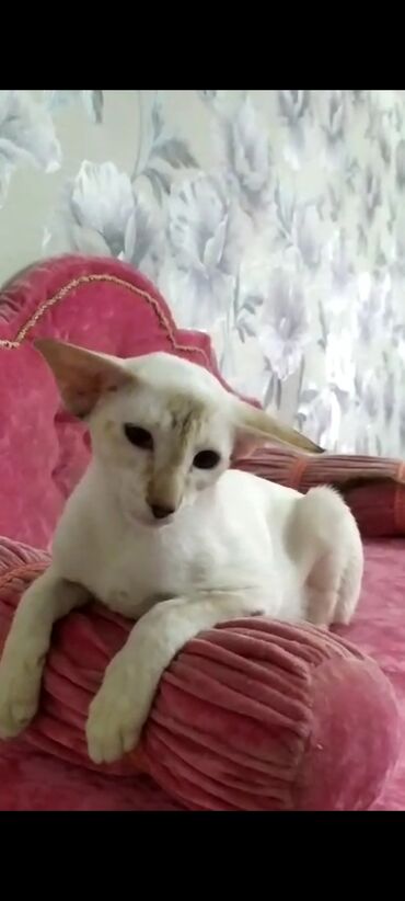 Продажа кошек: Ориентальная, 2 года, Девочка, Белый, Кастрирована, Приучена к лотку, Проглистована — 4