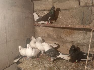 Göyərçinlər: Salam aleykum quşlar satılır tam sağlam uçan super quşlardı biri 5 -da lalafo.az — 6 Göyərçinlər: Salam aleykum quşlar satılır tam sağlam uçan super quşlardı biri 5 — 6