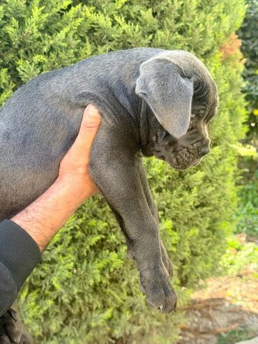 İtlər: Kane-Korso, 2 ay — 22