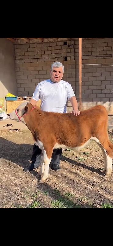 Dana, buzov: Satılır: simmental tipli dana - Cins: ətli istiqamət – simmental — 10