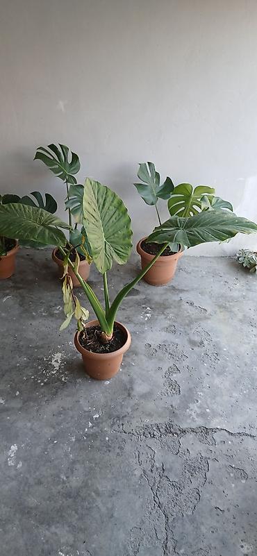 bitki guli: Filodendron “Plowmanii” (aroid) – böyük yarpaqlı dekorativ otaq — 5