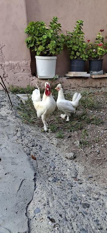 at satisi qiymetleri: Yaponklar cütü 50azn.sağlam cavan aktiv quşlardı — 3