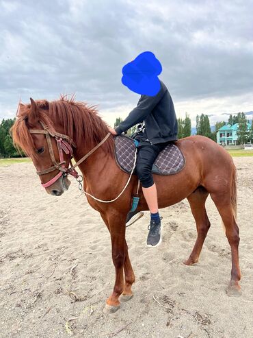 продам домик для кошки: Продаю | Конь (самец) | Конный спорт