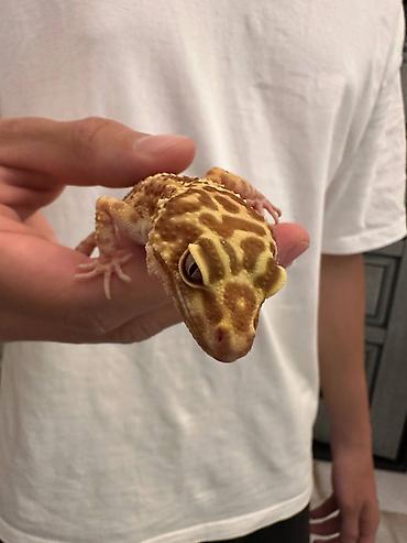капли от блох: 🦎 Продается ящерица Эублефар с террариумом. Ящерица: 	•	Пол: Самец — 3