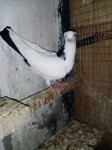danişan quş: Qaraboyun desde qara quyriqdu 25 manat qirmiziboyunlarında cutu 30