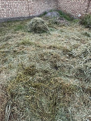 Другие кормовые травы: Сено/скошенная трава навалом. Кимге чоп керек алып кетсенер — 5