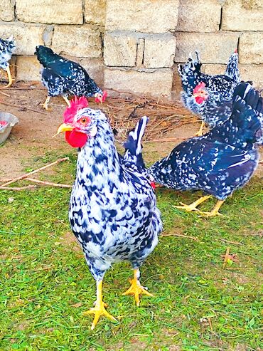 cüceler in Azərbaycan | TOYUQLAR, XORUZLAR: Sekildeki toyuqlarin mayali yumurtasi ve cucesi satilir.yumurta 1