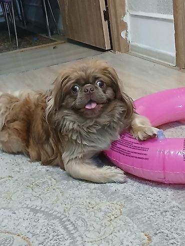 pulsuz it: Pekines — 6
