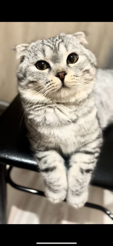 шотландская вислоухая короткошерстная кошка: Продаю кота, вислоухого породистого 3 годика Паспорт есть