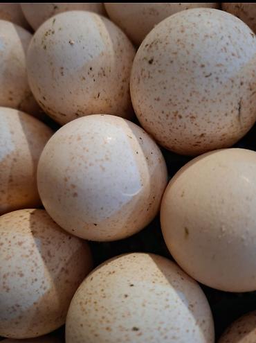 hundusqa yumurtasi: Hinduşka yumurtası Amerikan bronz - Rəng: krem-ağ, xırda xallı qabıq — 1