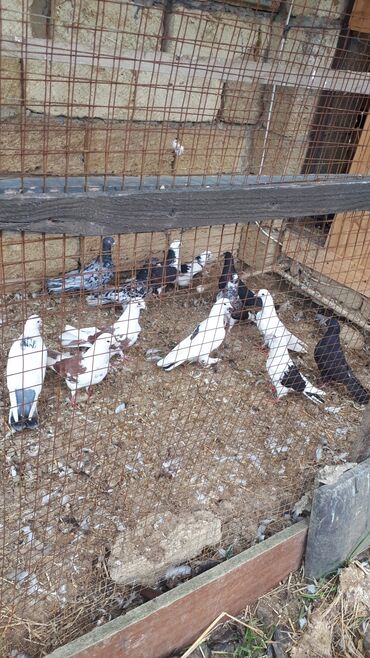 Göyərçinlər: Məhsul: Ev göyərçinləri (bir neçə rəngdə və növdə) Təsvir: - — 1