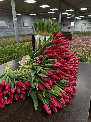 Цветы и букеты: Тюльпаны тепличного выращивания — срезка оптом. - Цвета — 8