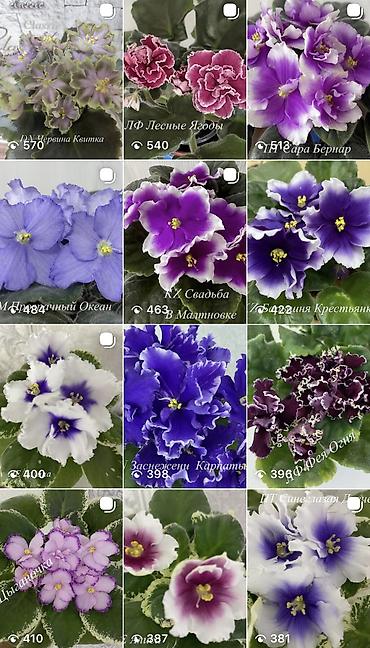 Фиалки и глоксинии: Фиалочки!!! Продам: 1. Укорененные черенки стандартных сортовых — 38
