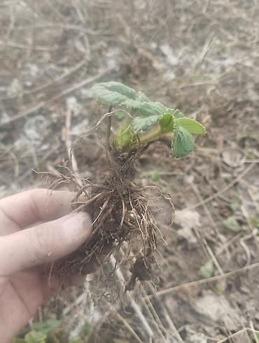 Клубника: Рассады клубники сорт альбион мурано клери и черный долгоиграющий с — 8